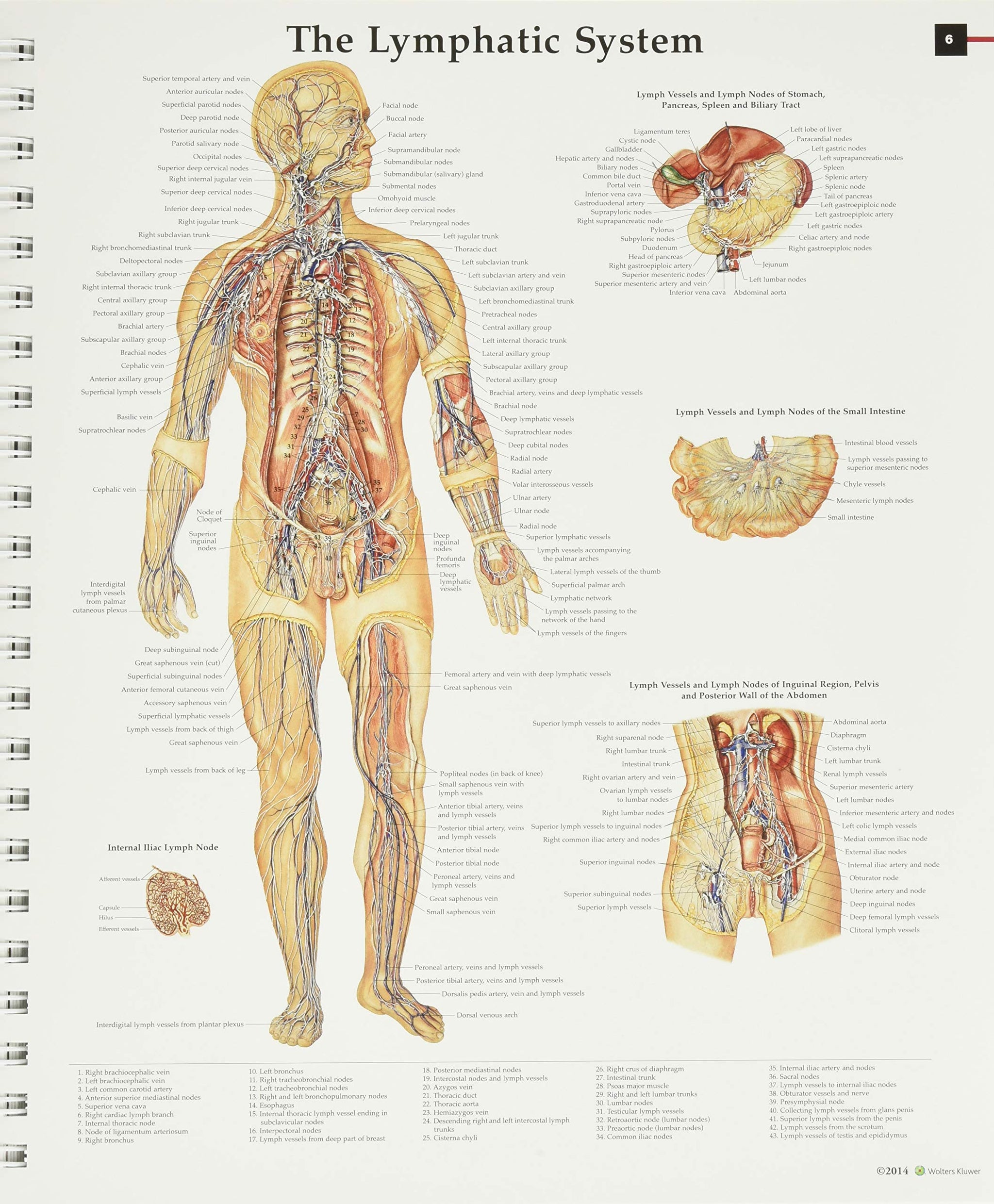 Vascular System And Viscera Anatomical Chart - Medical Illustration By Peter Bachin, Classic Human Anatomy Poster - View #7